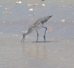 Tringa semipalmata semipalmata