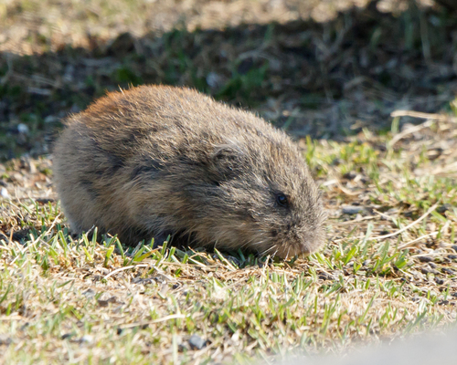 Nearctic Brown Lemming