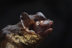 Anthony's Pipistrelle photo 3