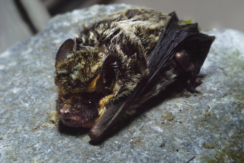 Collared Sprite