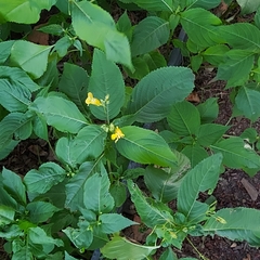 Impatiens edgeworthii