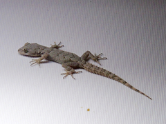 Mediodactylus danilewskii