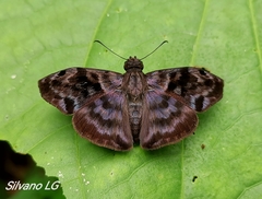 Ebrietas anacreon anacreon