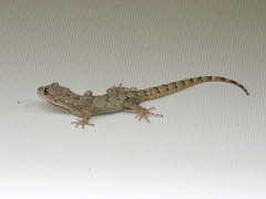 Mediodactylus danilewskii