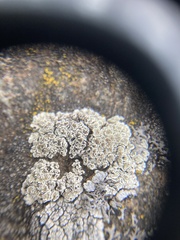 Squamarina pachylepidea