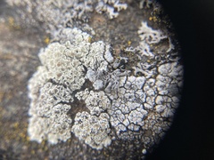 Squamarina pachylepidea