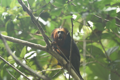 Leontopithecus chrysomelas