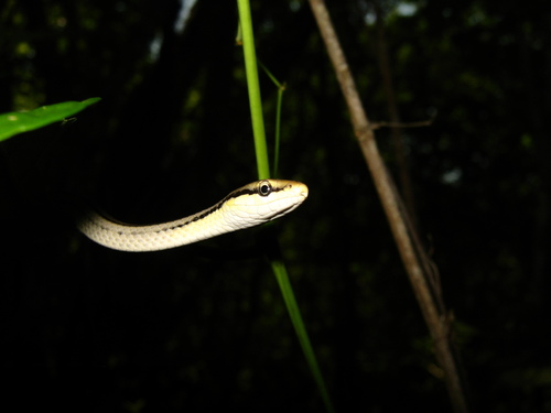 Mexican White-lipped Snake