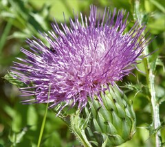 Cirsium drummondii