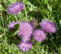 Cirsium drummondii