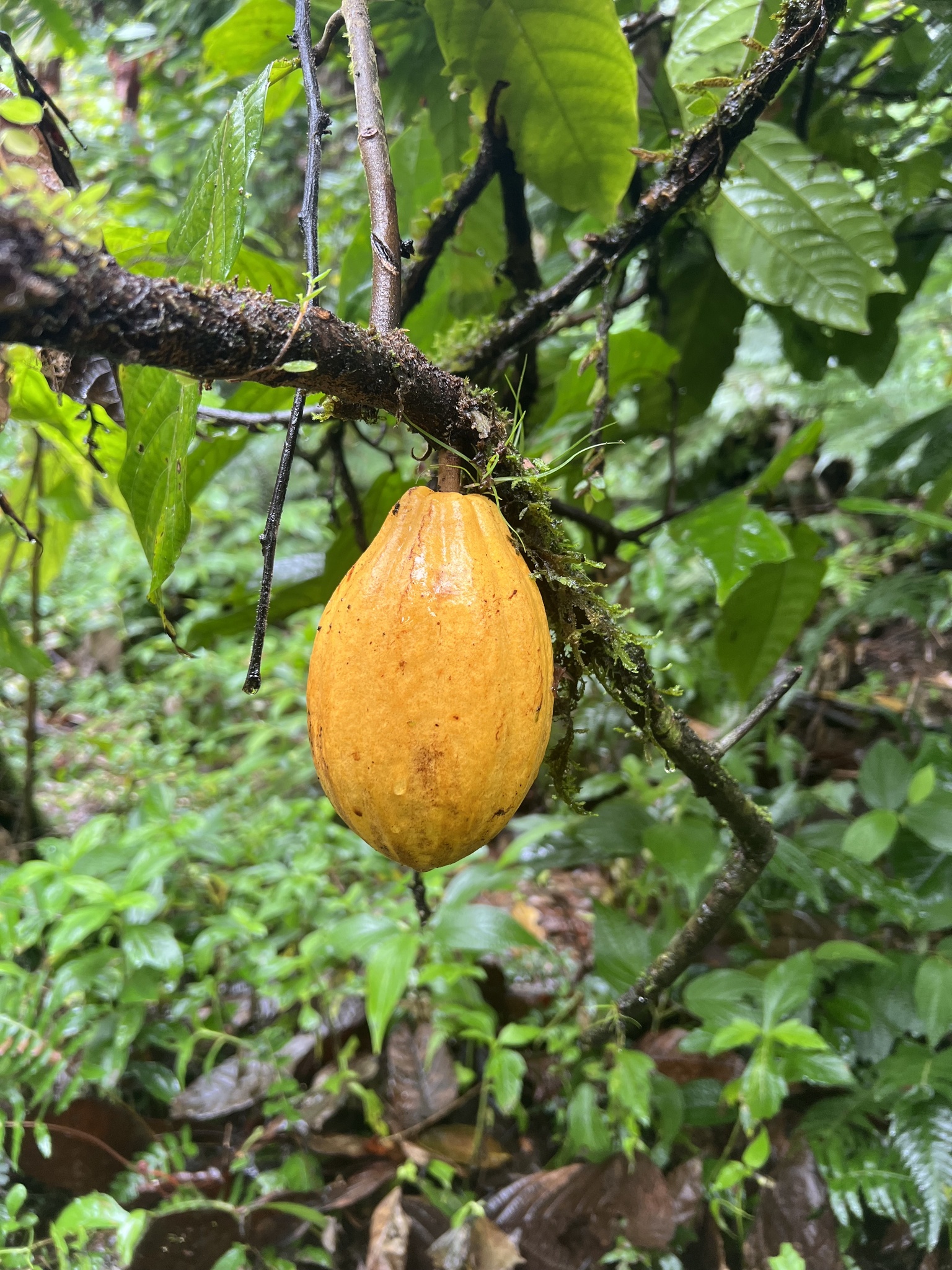 Theobroma cacao