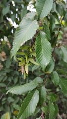 Carpinus tropicalis