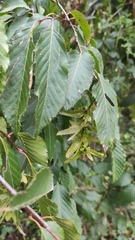 Carpinus tropicalis