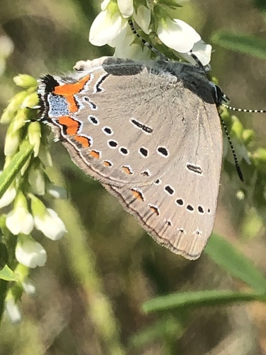 Satyrium acadica