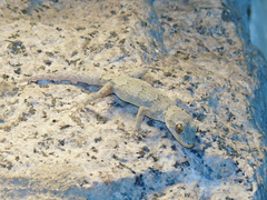 Mediodactylus danilewskii