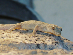 Mediodactylus danilewskii
