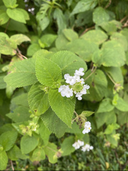 Lantana trifolia
