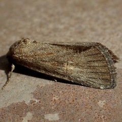 Condica begallo