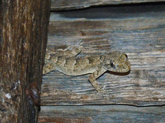 Mediodactylus danilewskii