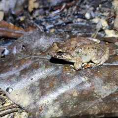 Leptodactylus validus