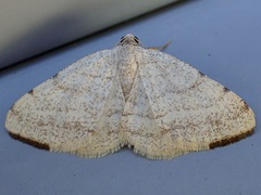 Taeniogramma octolineata