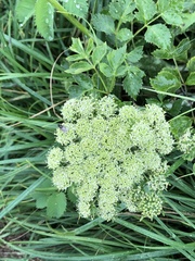 Angelica genuflexa