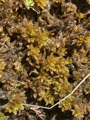 Sphagnum pulchrum