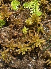 Sphagnum pulchrum