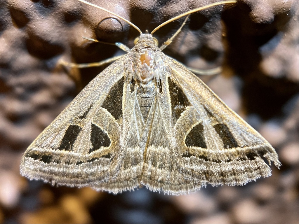 Callistege diagonalis