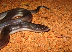 Loxocemus bicolor