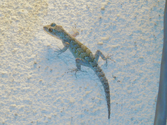 Mediodactylus danilewskii