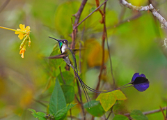 Loddigesia mirabilis