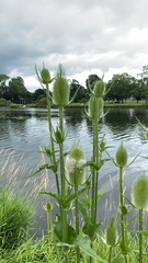 Dipsacus laciniatus