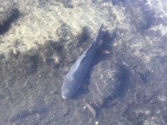 Cyprinus carpio