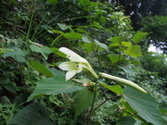 Cardiocrinum cordatum