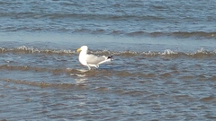 Larus argentatus image