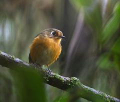 Grallaricula leymebambae