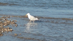 Larus argentatus image