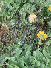 Senecio integerrimus ochroleucus