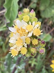 Senecio integerrimus ochroleucus