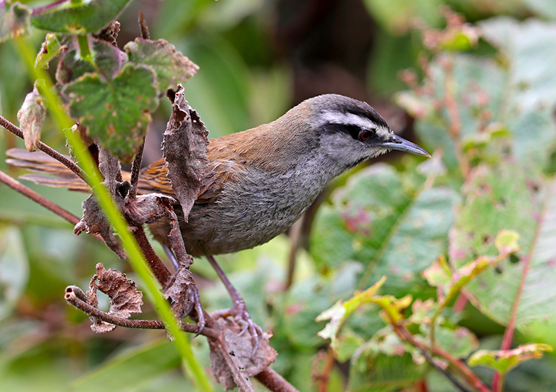 Gray-browed Wren photo