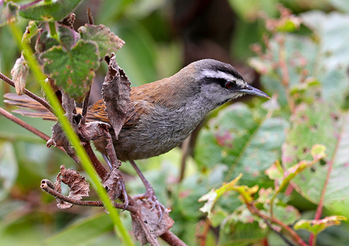 Gray-browed Wren