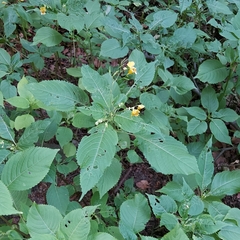 Impatiens edgeworthii