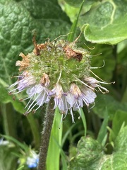 Hydrophyllum capitatum thompsonii
