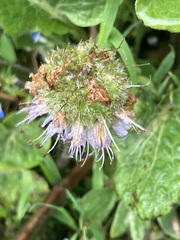 Hydrophyllum capitatum thompsonii