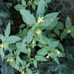 Impatiens edgeworthii