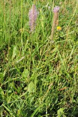 Plantago urvillei