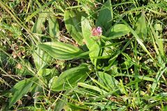 Plantago urvillei