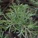 Artemisia - Photo (c) Keita Watanabe,  זכויות יוצרים חלקיות (CC BY-NC), הועלה על ידי Keita Watanabe