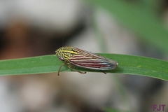 Apogonalia fraterna